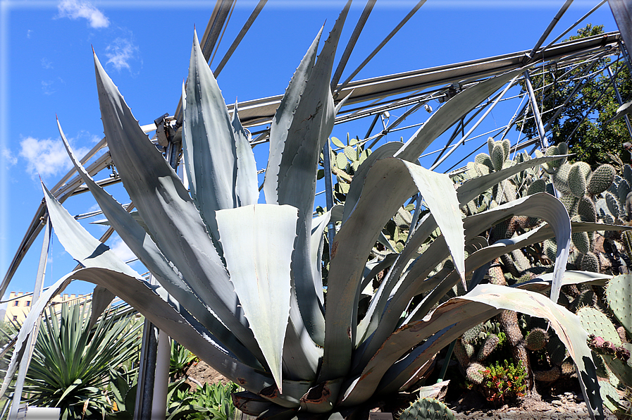 foto Giardini Trauttmansdorff - Giardini del Sole